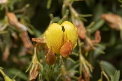 Ononis ramosissima, photographed by Eleftherios Katsillis