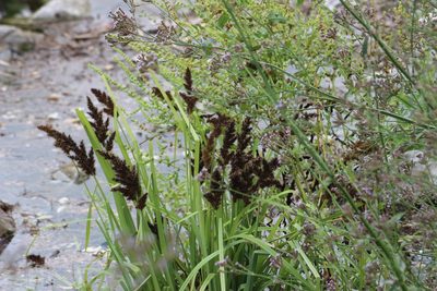 Carex crus-corvi, photographed by Tres Fisher
