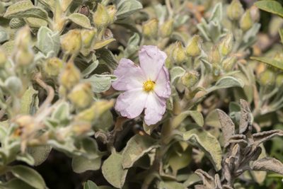 Cistus parviflorus, photographed by Eleftherios Katsillis