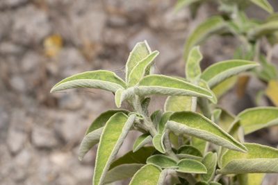 Salvia fruticosa, photographed by Eleftherios Katsillis