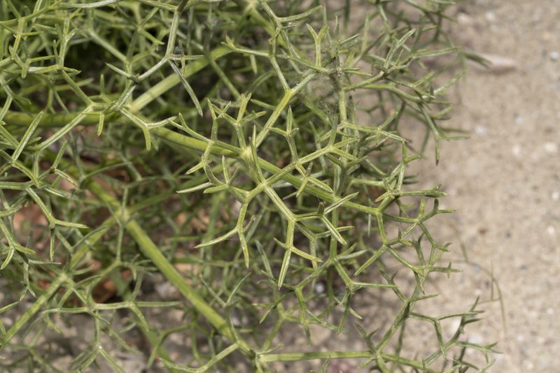 Cachrys cristata, photographed by Eleftherios Katsillis