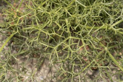 Cachrys cristata, photographed by Eleftherios Katsillis