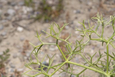 Cachrys cristata, photographed by Eleftherios Katsillis