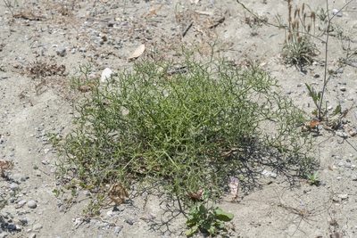 Cachrys cristata, photographed by Eleftherios Katsillis