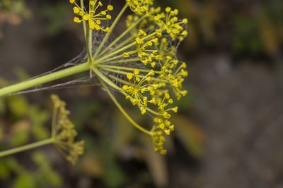 Thapsia asclepium, photographed by Eleftherios Katsillis