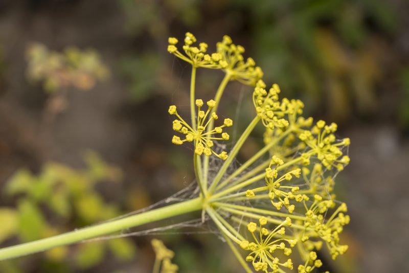 Thapsia asclepium, photographed by Eleftherios Katsillis