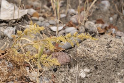 Thapsia asclepium, photographed by Eleftherios Katsillis