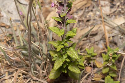 Teucrium divaricatum, photographed by Eleftherios Katsillis