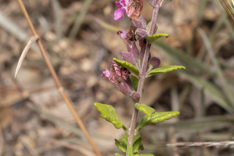 Teucrium divaricatum, photographed by Eleftherios Katsillis