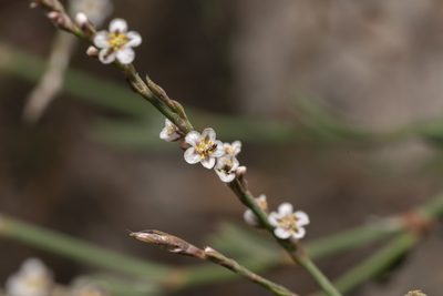 Polygonum equisetiforme, photographed by Eleftherios Katsillis