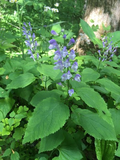 Scutellaria serrata, photographed by Scott Morris