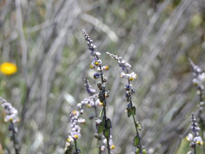 Monnina dictyocarpa, photographed by Guillermo Debandi