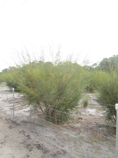 Kunzea glabrescens, photographed by A.J. Anderson