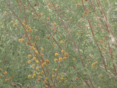 Kunzea glabrescens, photographed by A.J. Anderson