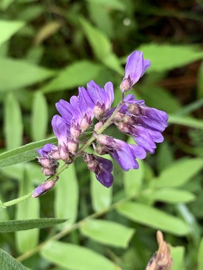 Orbexilum simplex, photographed by Laura Clark