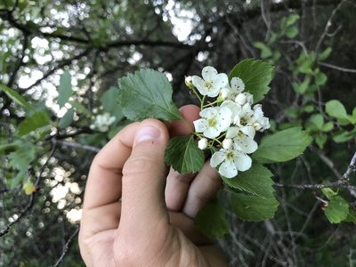 Crataegus douglasii, photographed by Konshau Duman