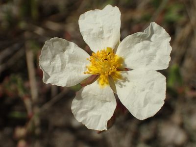 Helianthemum apenninum, photographed by Adrien BENOIT à la GUILLAUME