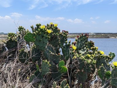 Opuntia dillenii, photographed by Chen Jia Hong