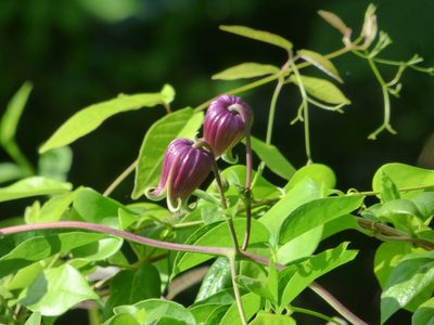 Clematis viorna, photographed by kcthetc1