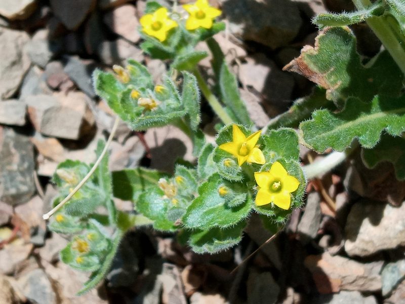 Mentzelia micrantha, photographed by Daniel S.
