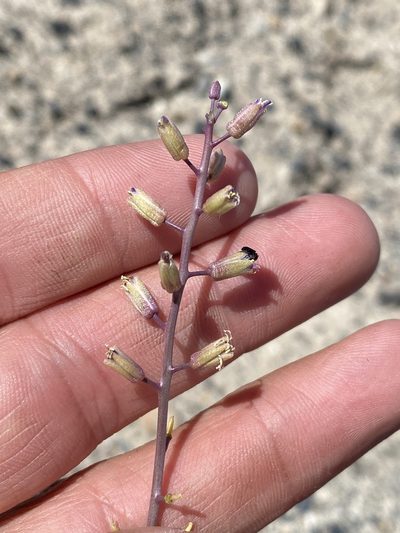Streptanthus pilosus, photographed by Matt Berger