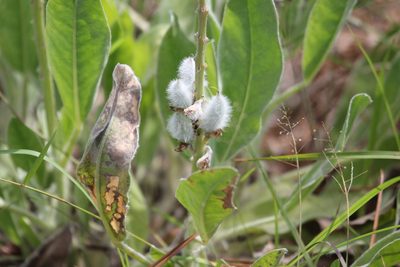 Lupinus villosus, photographed by Abby Darrah