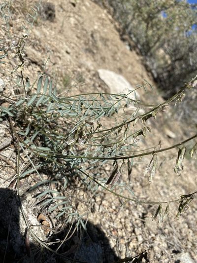 Astragalus atratus, photographed by Matt Berger