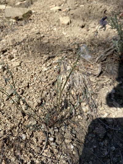 Astragalus atratus, photographed by Matt Berger