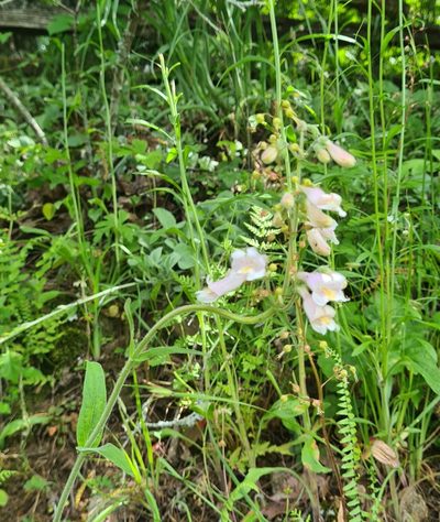 Penstemon australis, photographed by Lyrae