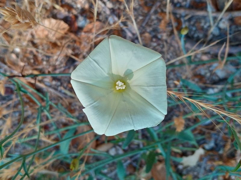 Calystegia longipes, photographed by Daniel S.