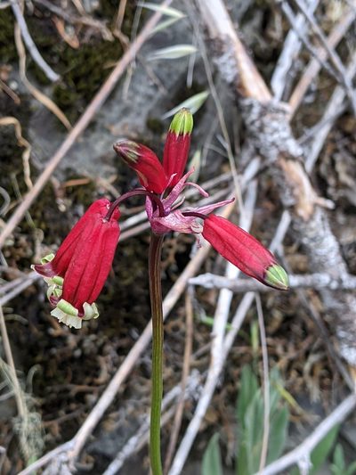 Dichelostemma ida-maia, photographed by David Anderson