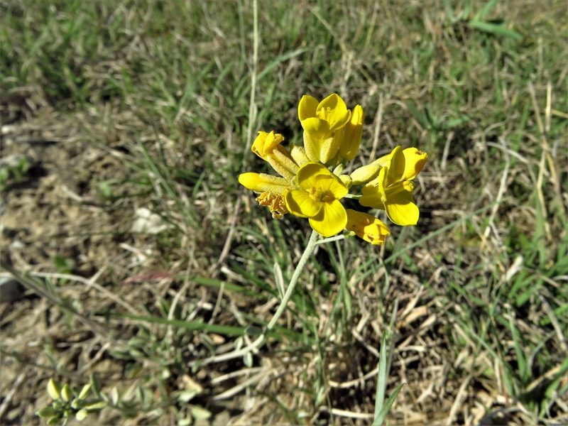 Physaria gracilis, photographed by Annika Lindqvist
