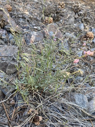 Astragalus atratus, photographed by Matt Berger