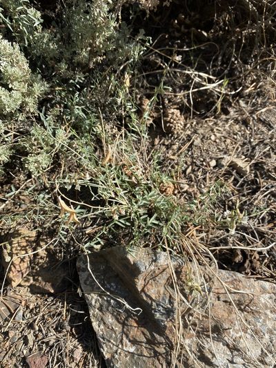 Astragalus atratus, photographed by Matt Berger