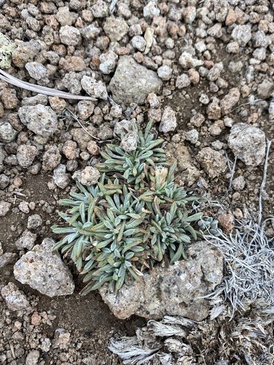 Townsendia leptotes, photographed by Matt Berger