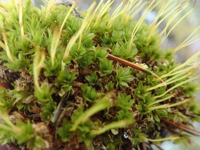 Mnium spinulosum, photographed by Randal