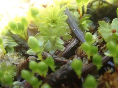 Rosulabryum canariense, photographed by Randal