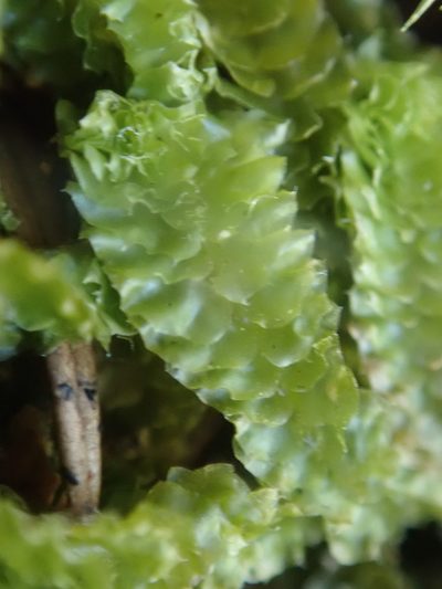Barbilophozia lycopodioides, photographed by Randal