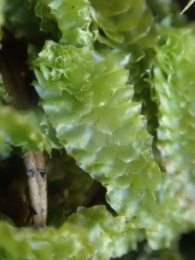 Barbilophozia lycopodioides, photographed by Randal