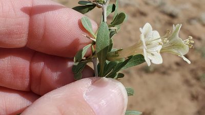 Lycium pallidum, photographed by Craig Martin