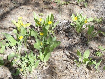 Balsamorhiza careyana, photographed by Tom Wainwright