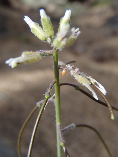 Boechera sparsiflora, photographed by Tom Wainwright