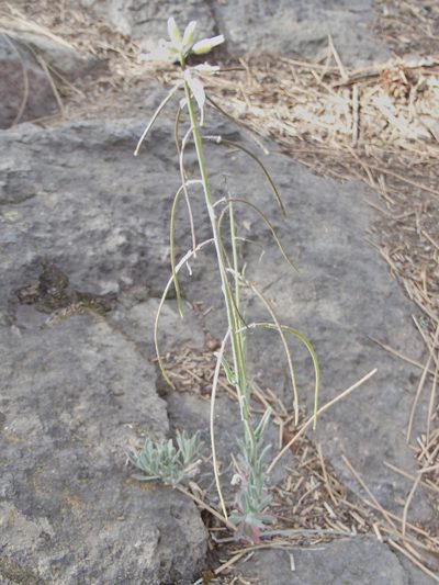 Boechera sparsiflora, photographed by Tom Wainwright