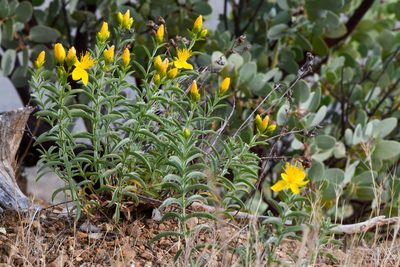 Hypericum concinnum, photographed by Trevor Van Loon