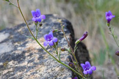 Penstemon filiformis, photographed by Trevor Van Loon