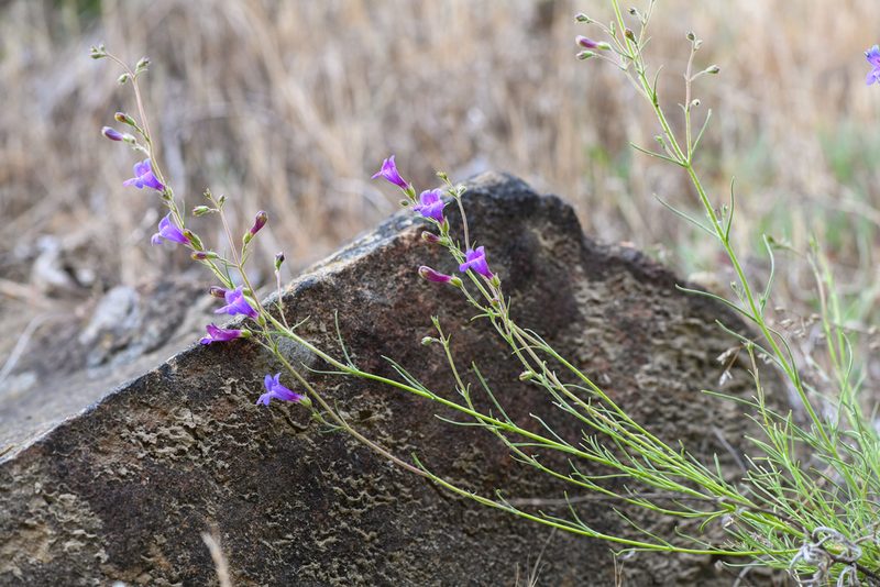 Penstemon filiformis, photographed by Trevor Van Loon
