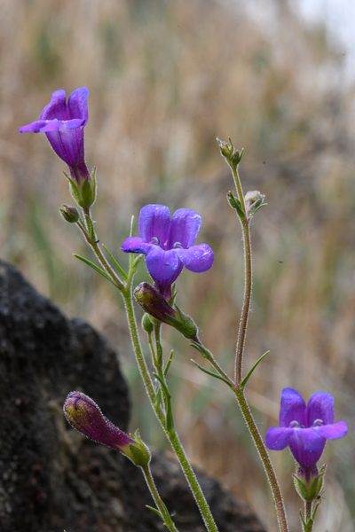 Penstemon filiformis, photographed by Trevor Van Loon