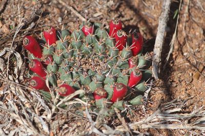Mammillaria uncinata, photographed by José Belem Hernández Díaz