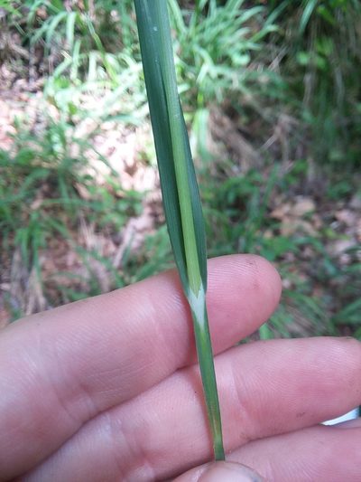 Carex striatula, photographed by Will McFarland