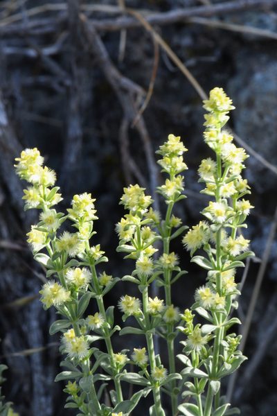 Galium grayanum, photographed by Trevor Van Loon